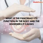 What is the Pancreas? Its Function in the Body and the Disorders It Causes