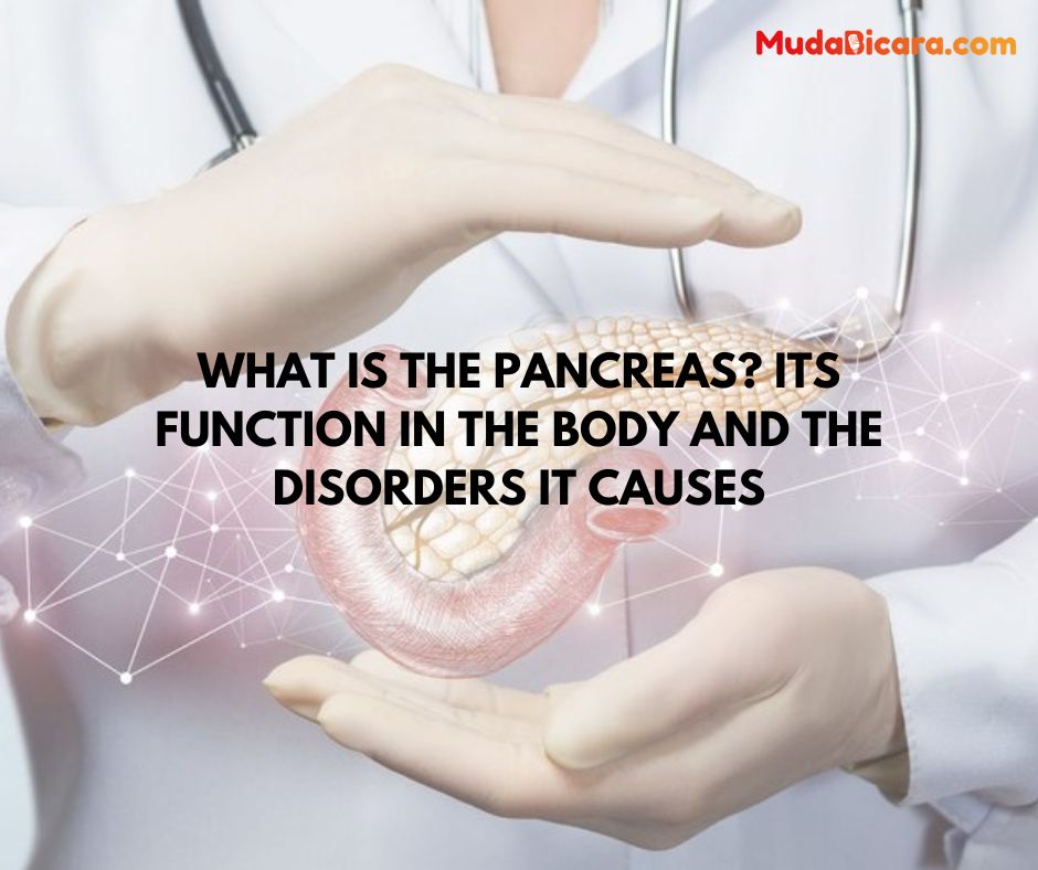 What is the Pancreas? Its Function in the Body and the Disorders It Causes