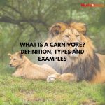 What is a Carnivore? Definition, Types and Examples