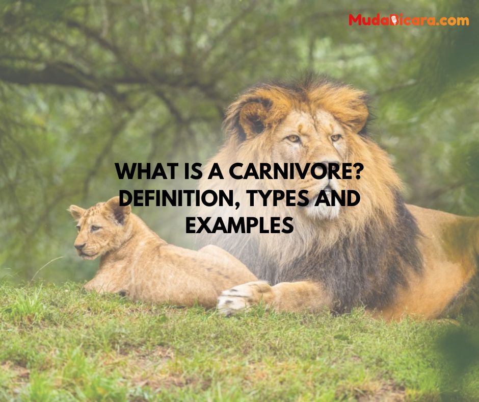 What is a Carnivore? Definition, Types and Examples