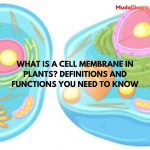 What is a Cell Membrane in Plants? Definitions and Functions You Need to Know