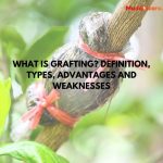 What is Grafting? Definition, Types, Advantages and Weaknesses