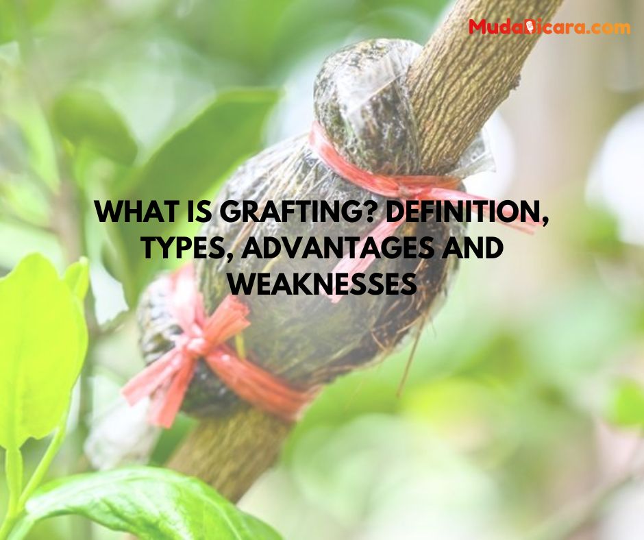 What is Grafting? Definition, Types, Advantages and Weaknesses