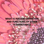 What is Pollen? Definition and Functions of Other Flower Parts