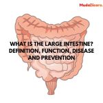 What is the Large Intestine? Definition, Function, Disease and Prevention