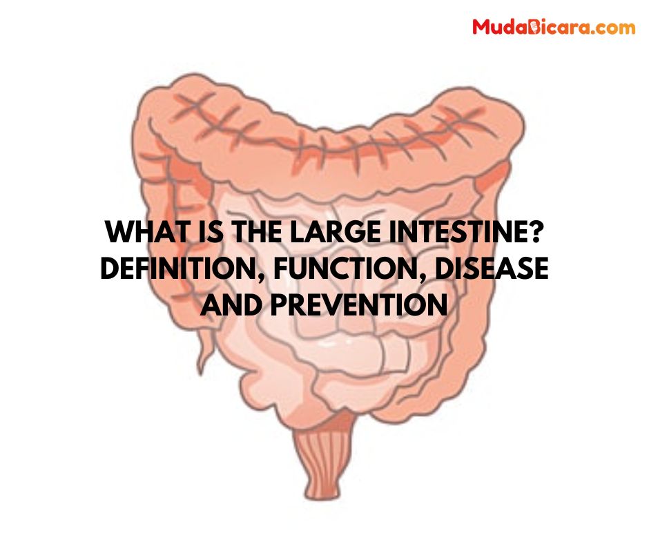 What is the Large Intestine? Definition, Function, Disease and Prevention