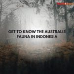 Get to know the Australis fauna in Indonesia