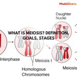 What is Meiosis? Definition, Goals, Stages