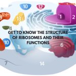 Get to know the structure of ribosomes and their functions