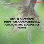 What is a Taproot? Definition, Characteristics, Functions and Examples of Plants