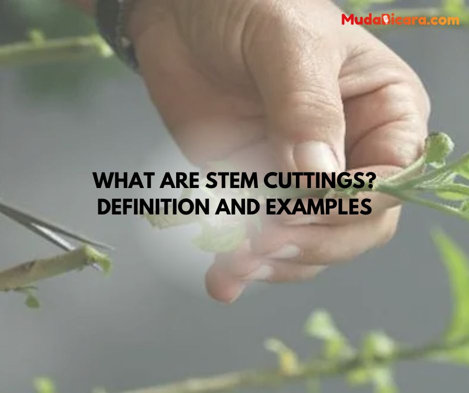 What Are Stem Cuttings? Definition and Examples