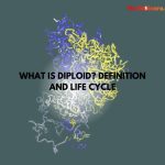 What is Diploid? Definition and Life Cycle