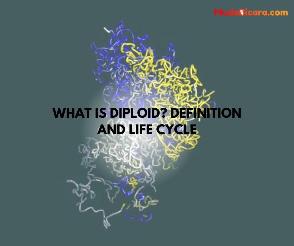 What is Diploid? Definition and Life Cycle