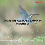 This is the Australis Fauna in Indonesia