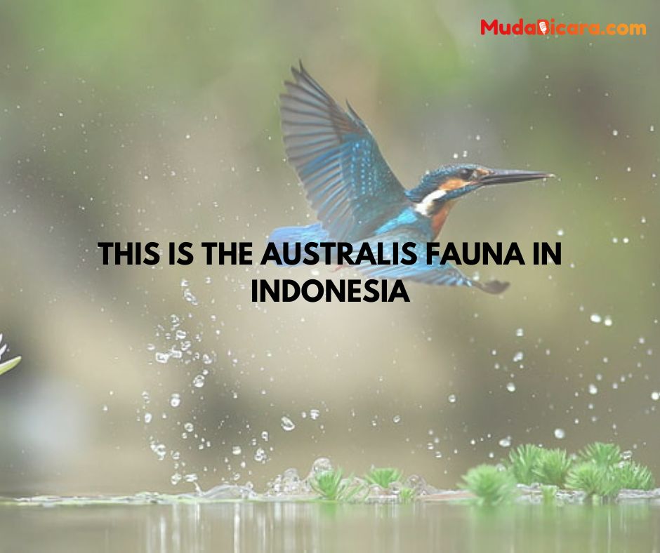 This is the Australis Fauna in Indonesia