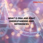 What is DNA and RNA? Understanding and Differences