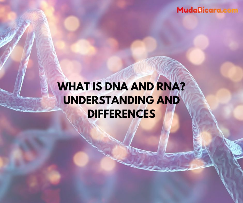 What is DNA and RNA? Understanding and Differences