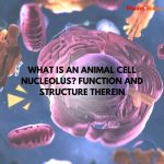 What is an Animal Cell Nucleolus? Function and Structure Therein