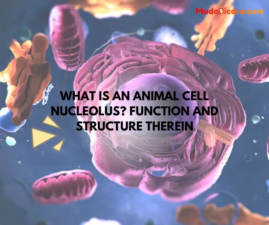 What is an Animal Cell Nucleolus? Function and Structure Therein